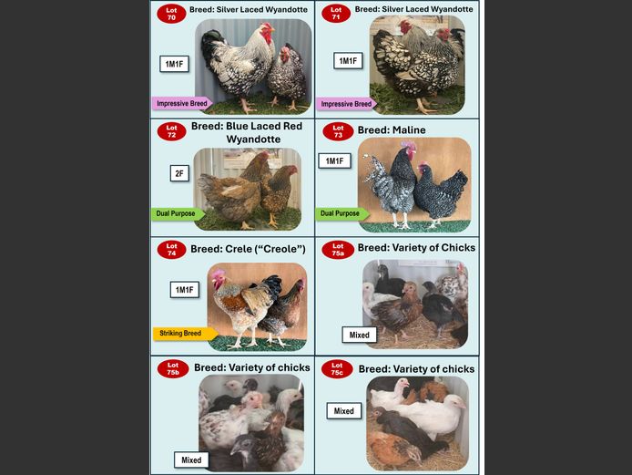 SILVER LACED WYANDOTTE | ANNUAL MYTILUS AND ELOFF