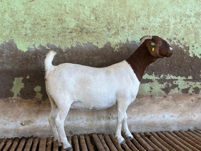 24110 | Biggs Boer Goats