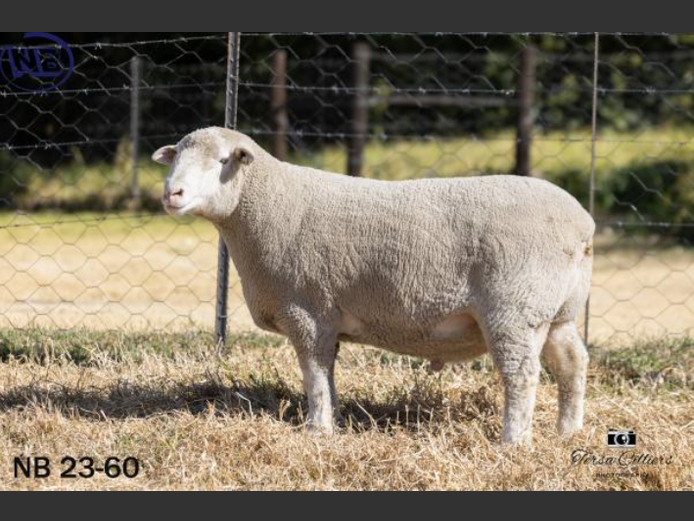 NB 230060 | NOVA BARLETTA BOERDERY