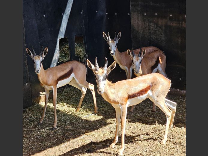 SPRINGBUCK | HELICON