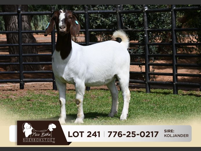 776-25-0217 | Nico Botha Boerbokstoet