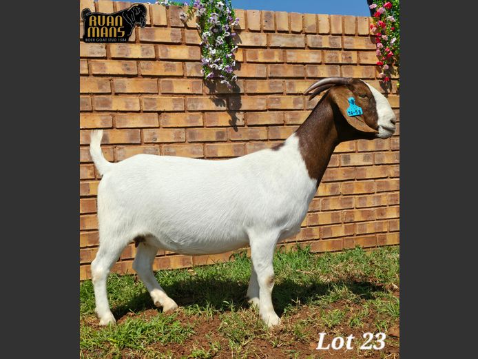 1584 24-58 | Ruan Mans Boer Goat Stud