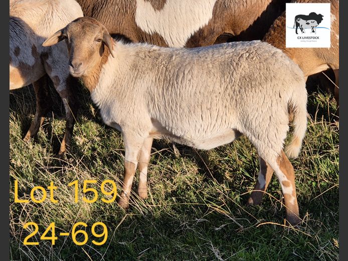 24-69 | CX LIVESTOCK