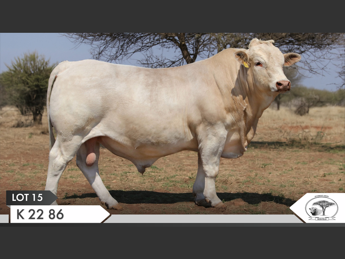 K 220086 | KOPERKOP HUGENOOT STOET