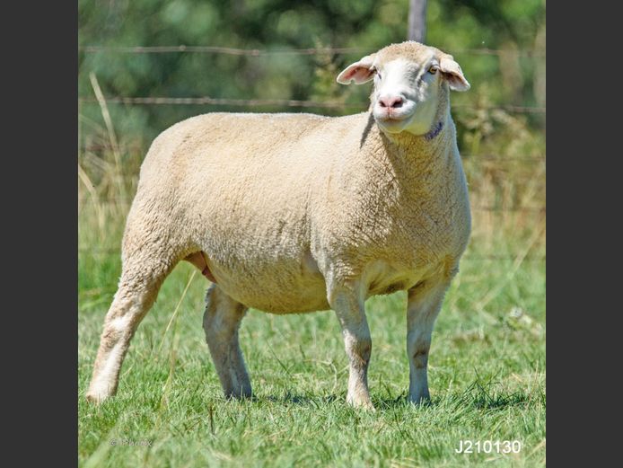 J 210130 | LEEUWKOP DORMERS