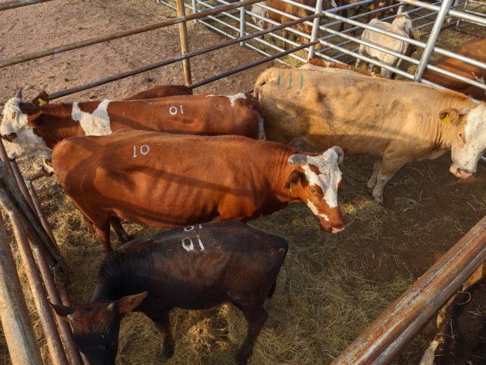 VAN NIEKERK PJ | DAIRY CATTLE 