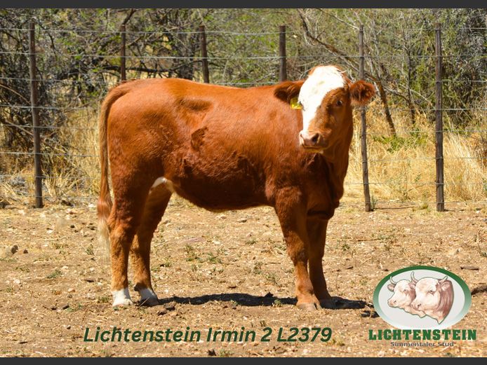 L2379 | LICHTENSTEIN SIMMENTALER STUD