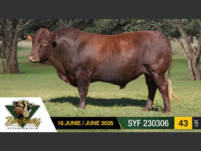 SYF230306 | SYFERFONTEIN BOERDERY