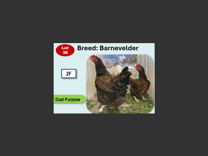  BARNEVELDER | ANNUAL MYTILUS AND ELOFF