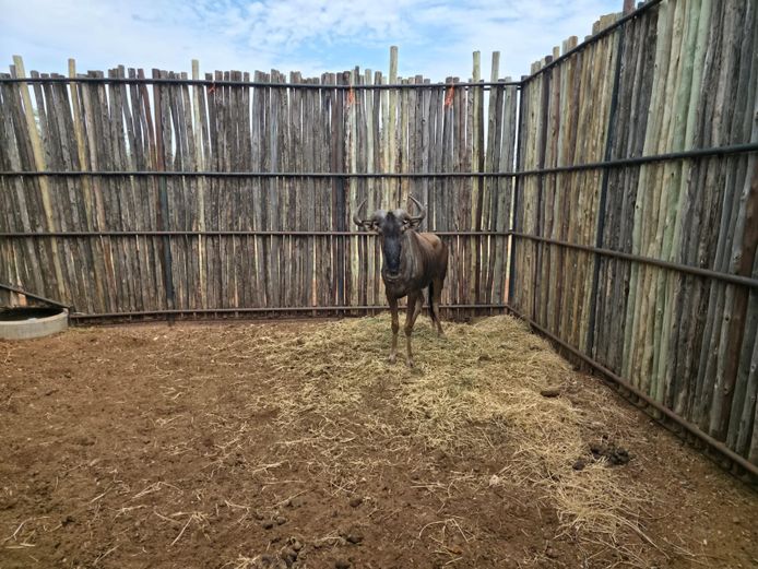 BLOUWILDEBEES | HANLEY