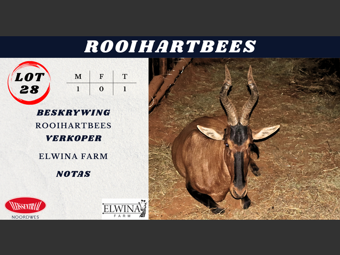 ROOIHARTBEES