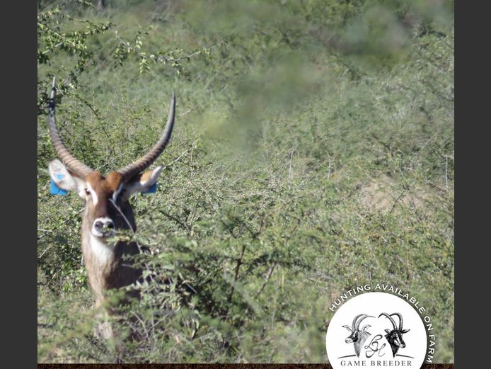 Waterbuck Bull | WATERBERG PLATO GAME BREEDERS
