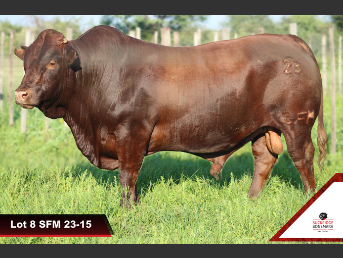 SFM 230015 | SYF-MOLOPO BONSMARAS