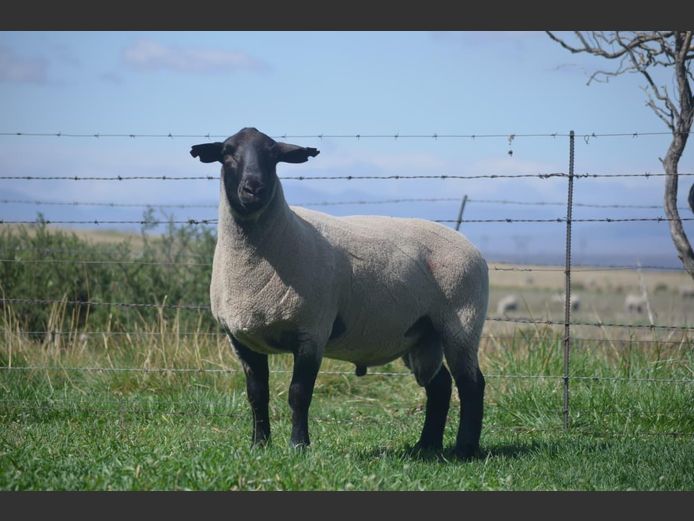 301 240089 | TWEESEUNS