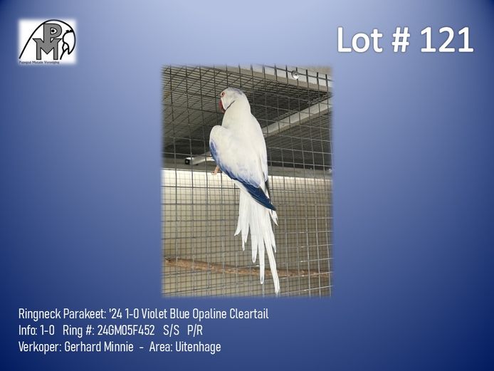 1-0 '24 Ringneck Parakeet: Violet Blue Opaline Cleartail - Gerhard Minnie