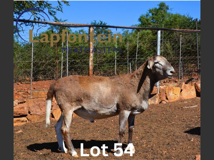 CC230402 | Lapfontein Meatmasters