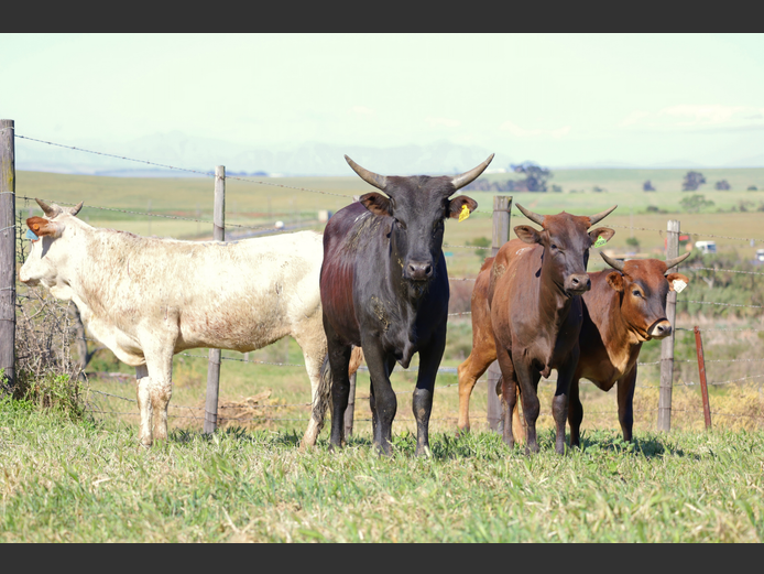 Commercial Animals