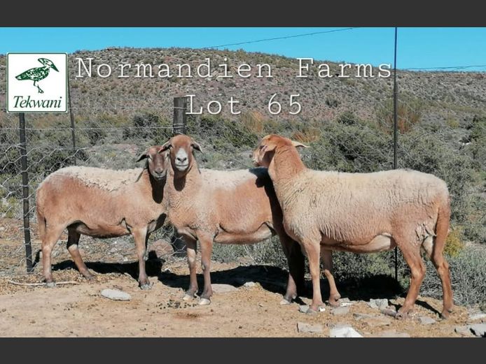 M178 | NORMANDIEN FARMS