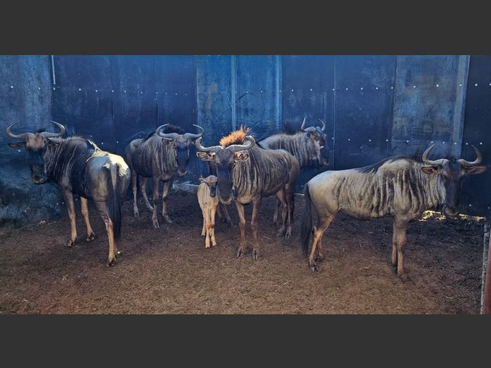 BLUEWILDEBEEST | FARM 258