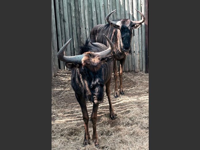 Blouwildebees Bulle