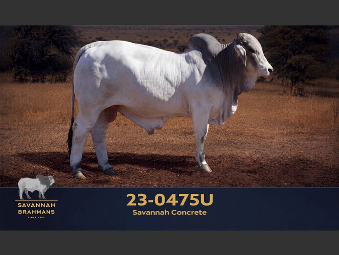 23-0475U | SAVANNAH BRAHMAN