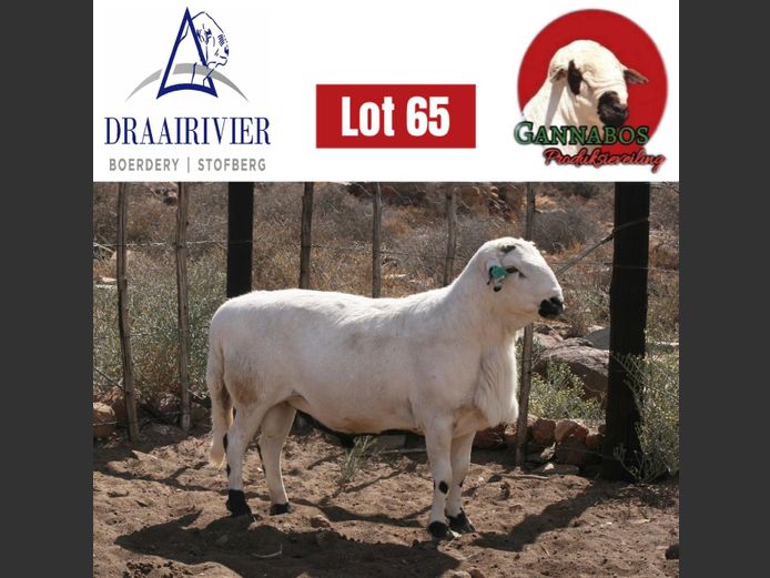 NS22-740 | Draairivier Boerdery
