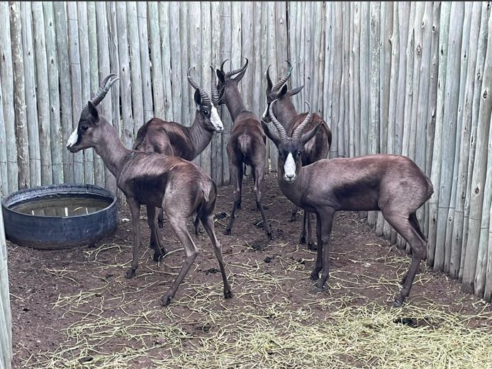 Swartspringbok