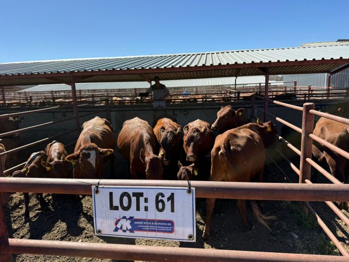 Commercial Animals | Mac Farms
