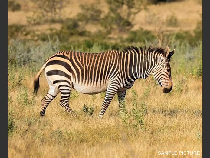 HARTMANN ZEBRA | GOLDEN GAME WILDLIFE