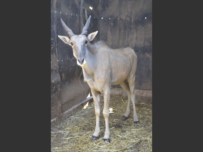 Eland | Steyl Wild