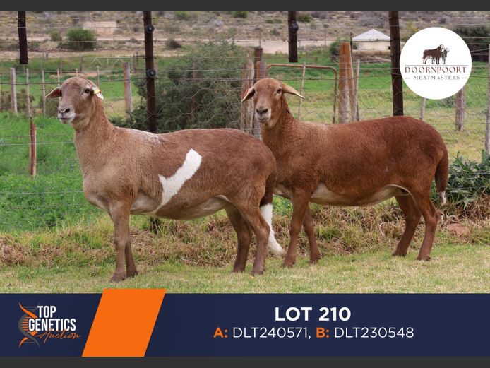 Ewes | DIRK LOTTER