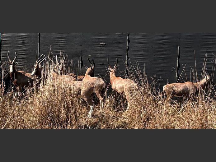 Blesbok Teelramme