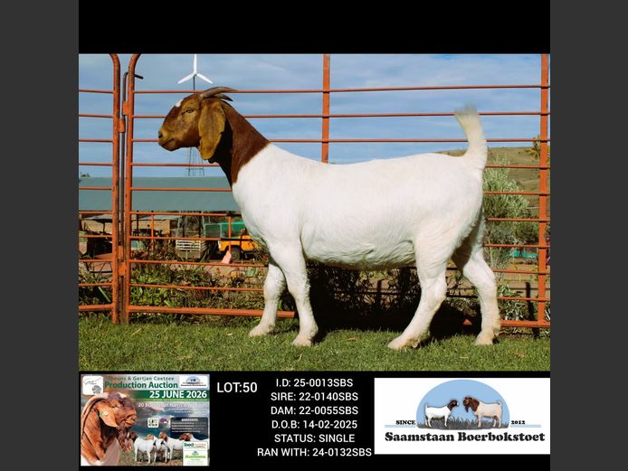 25-0013SBS | SAAMSTAAN BOERBOKSTOET