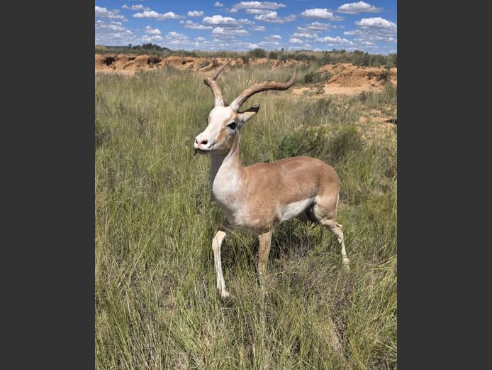 White Flank Rooibok Ram