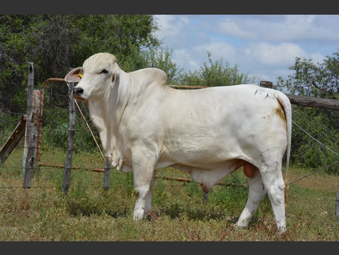 22-0277FK | WANETTA BRAHMANE