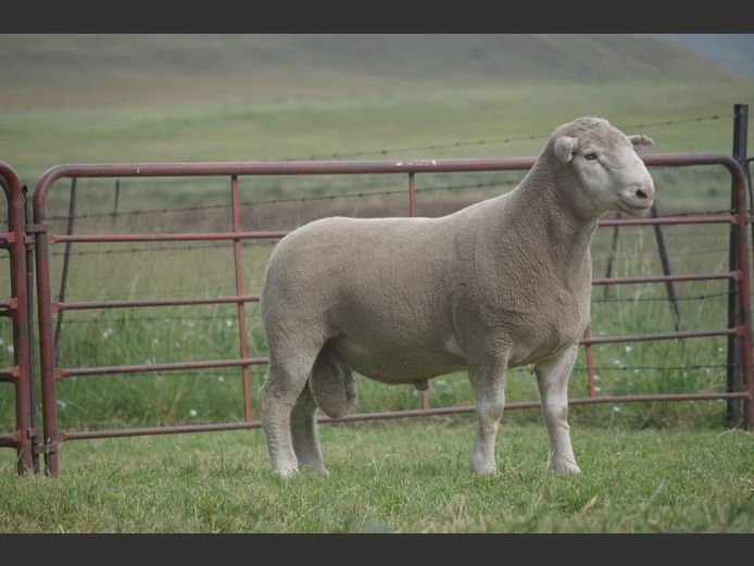 T 240102 | TWEE BROERS DORMER STOET