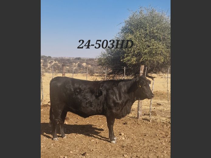 24-0503HD | MECKLENBURG BLACK ANGUS