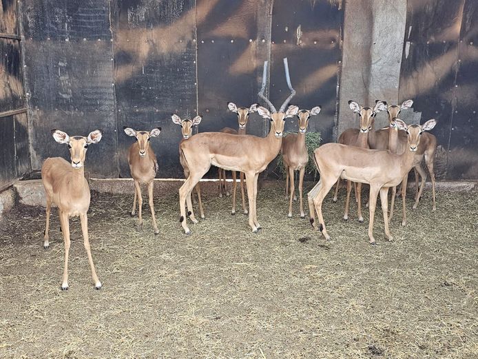 IMPALA | LIMPOPO STUD GAME