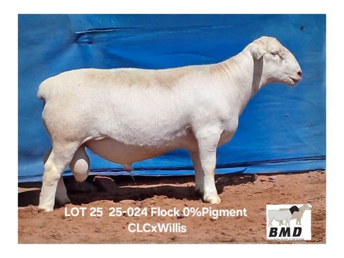 25-024 | BROER MARITZ DORPERS