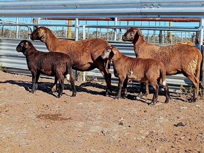 FJ 2 | Karoo Shalom Meatmasters
