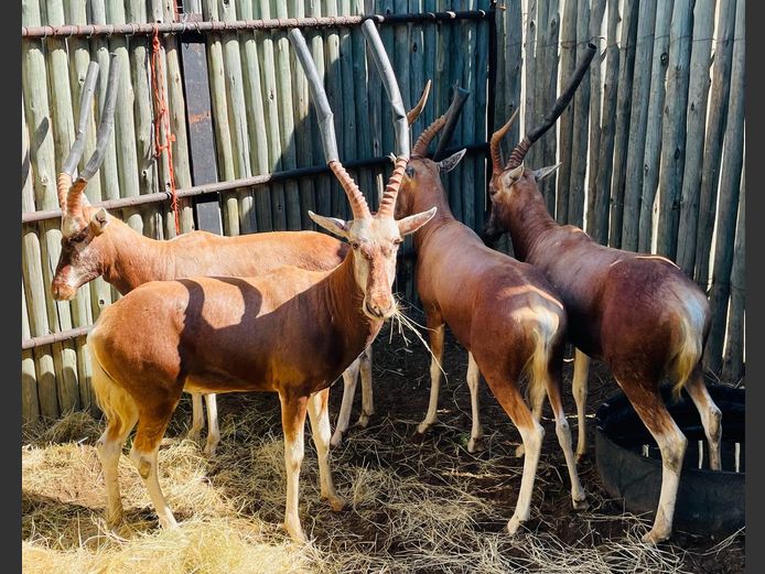 Koper Blesbok Ram