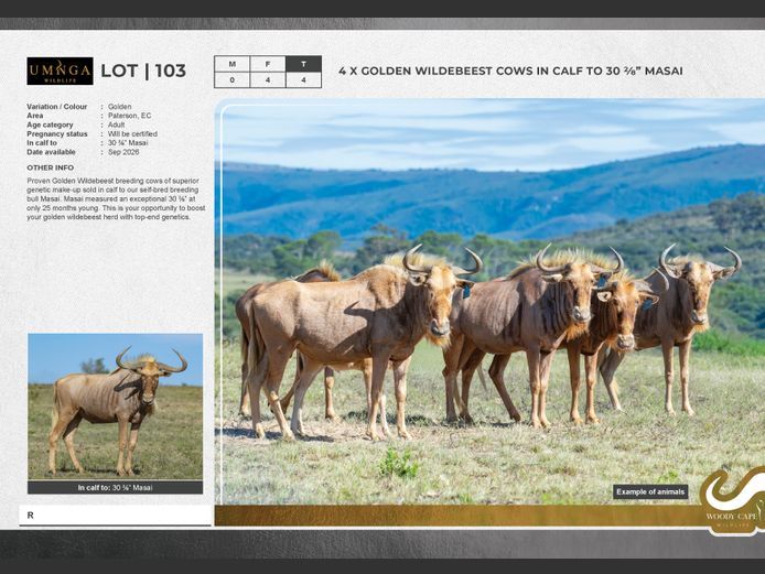 Wildebeest - Golden | Umnga Wildlife (Pty) Ltd