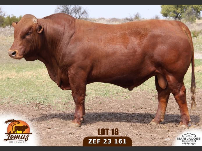 ZEF230161 HH(c) | LAMUS BONSMARA