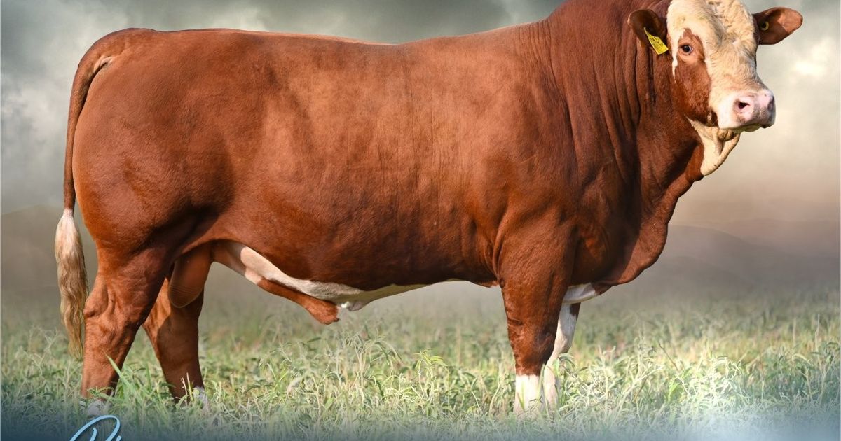 Lot 51 | OKABRA SIGNATURE SALE | SwiftVEE | South Africa’s Leading ...