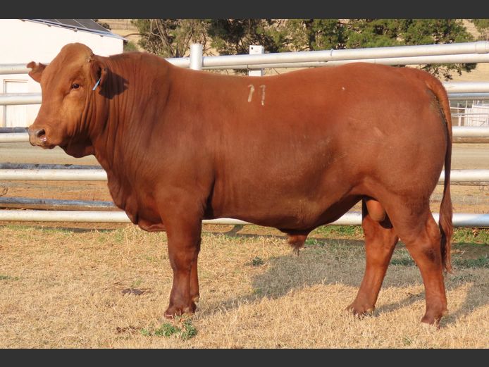 WDS 230165 | SWAERSHOEK BONSMARAS