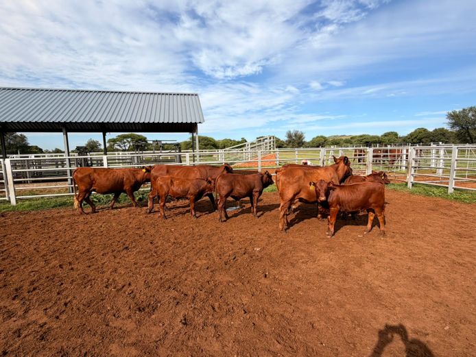 Commercial Animals | KRUGER BOERDERY