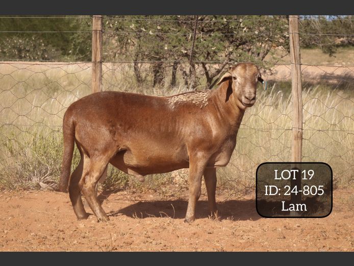 24-805  | MAKKA LOUWRENS MEATMASTERS