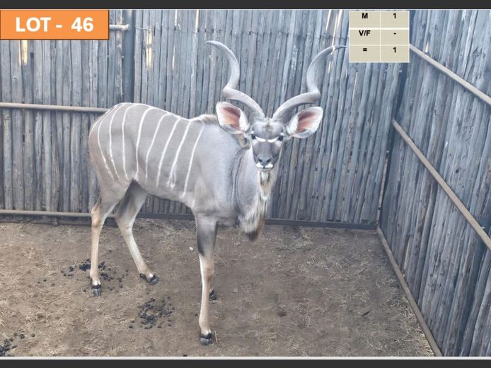 Kudu Bul