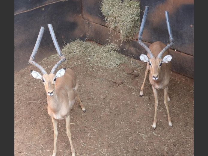 IMPALA