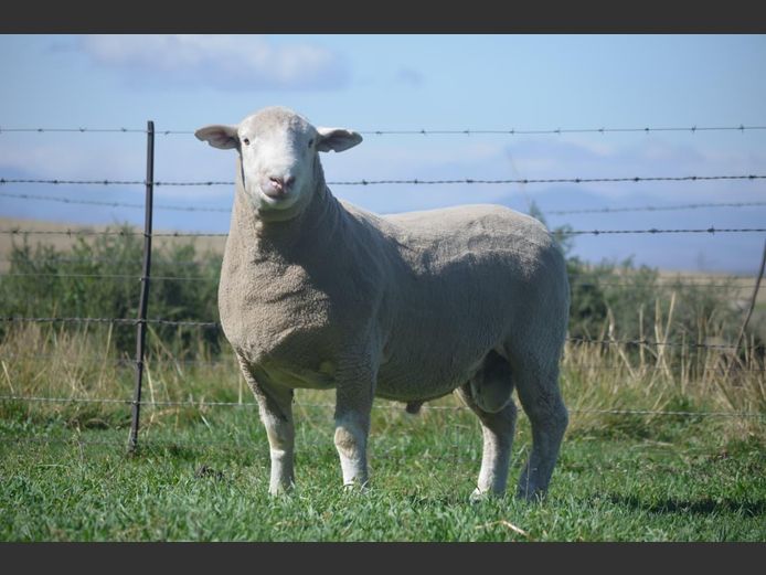 T 240131 | TWEE BROERS DORMER STOET